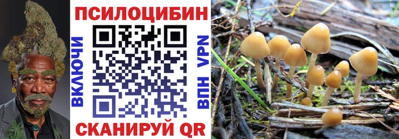 где купить наркоту  Щучье  Псилоцибиновые грибы мицелий 
